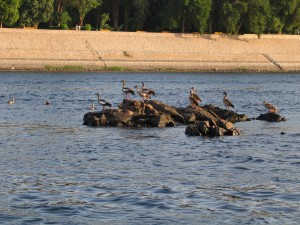 Egitto 114 Aswan - Escursione sul Nilo